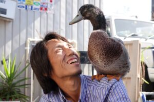 きゃもたん　合鴨　アヒル